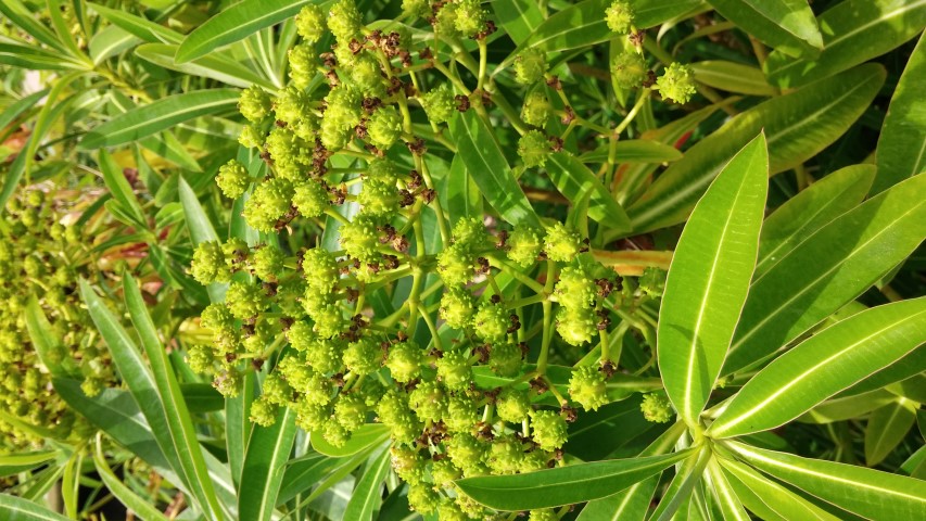 Euphorbia mellifera plantplacesimage20150705_123244.jpg