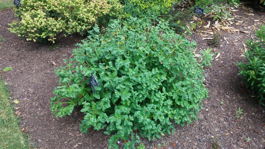 Euphorbia hyberna plantplacesimage20150705_123613.jpg