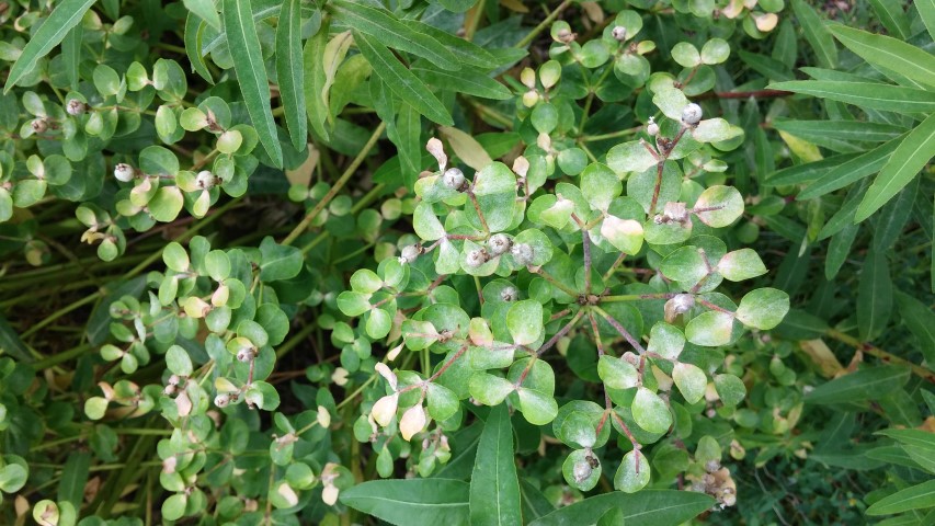 Euphorbia palustris plantplacesimage20150705_123708.jpg