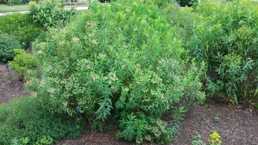 Euphorbia palustris plantplacesimage20150705_123723.jpg