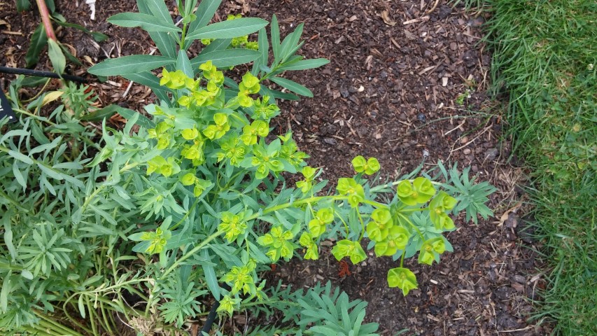 Euphorbia nicaeensis plantplacesimage20150705_123756.jpg