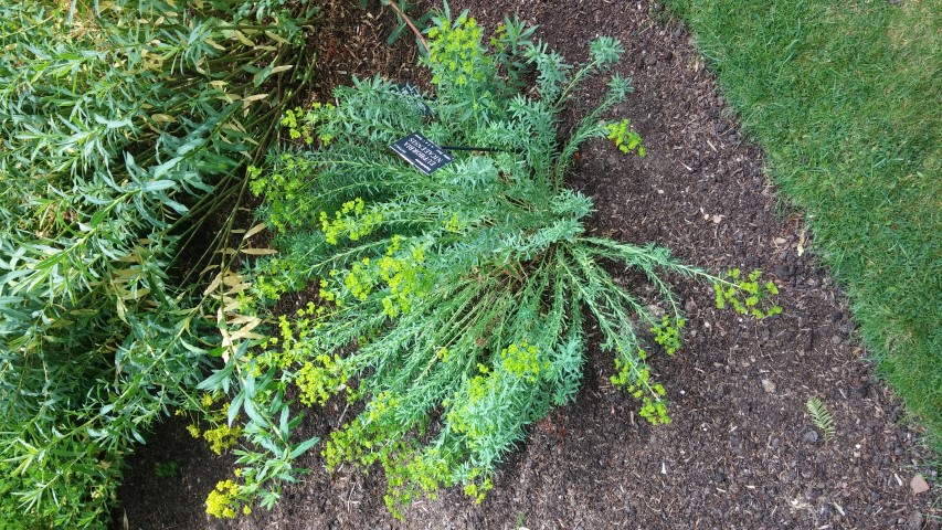 Euphorbia nicaeensis plantplacesimage20150705_123807.jpg