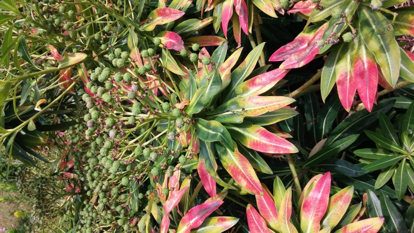 Euphorbia cyparissas plantplacesimage20150705_123910.jpg