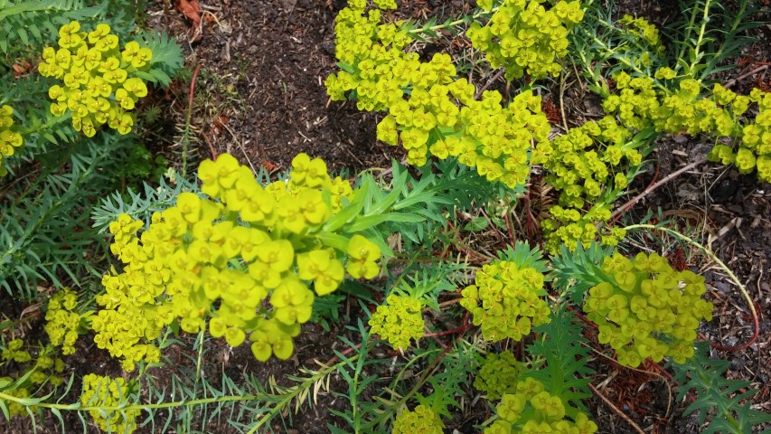 Euphorbia seguieriana plantplacesimage20150705_124121.jpg