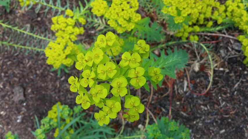 Euphorbia seguieriana plantplacesimage20150705_124133.jpg