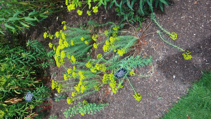 Euphorbia seguieriana plantplacesimage20150705_124146.jpg