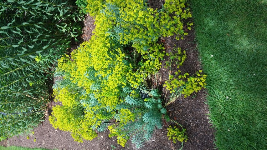 Euphorbia  plantplacesimage20150705_124231.jpg