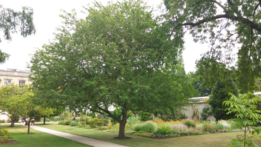 Malus sylvestrus plantplacesimage20150705_124414.jpg