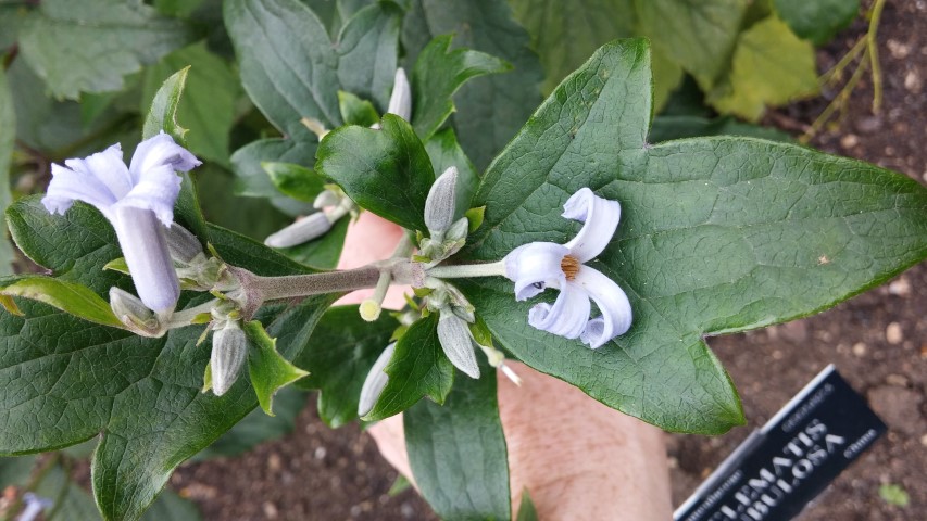 Clematis tubulosa plantplacesimage20150705_125237.jpg