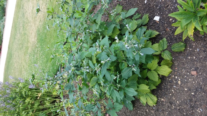 Clematis tubulosa plantplacesimage20150705_125255.jpg