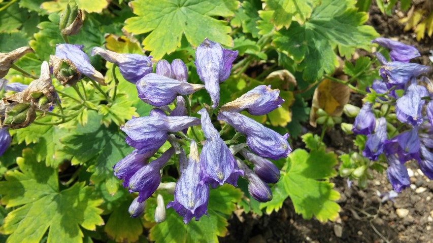 Delphinium brunonianum plantplacesimage20150705_125346.jpg