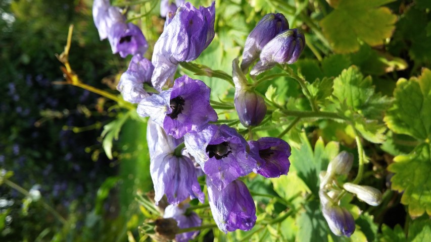 Delphinium brunonianum plantplacesimage20150705_125421.jpg