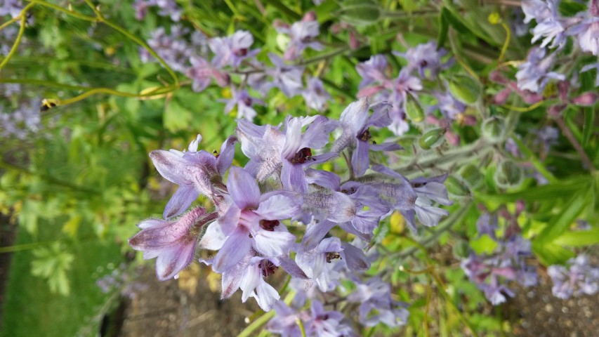 Delphinium staphisagria plantplacesimage20150705_125524.jpg