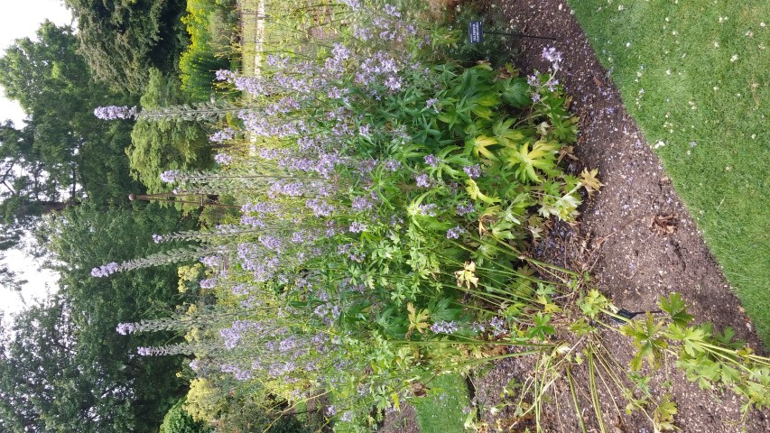 Delphinium staphisagria plantplacesimage20150705_125537.jpg