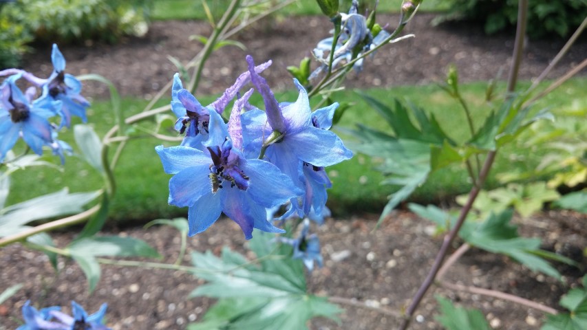 Aquilegia chrysantha plantplacesimage20150705_125728.jpg