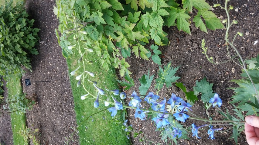 Aquilegia chrysantha plantplacesimage20150705_125747.jpg