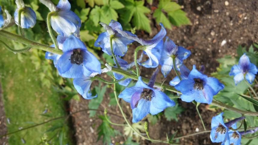 Aquilegia chrysantha plantplacesimage20150705_125756.jpg