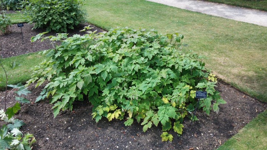 Anemone hupehensis plantplacesimage20150705_125823.jpg