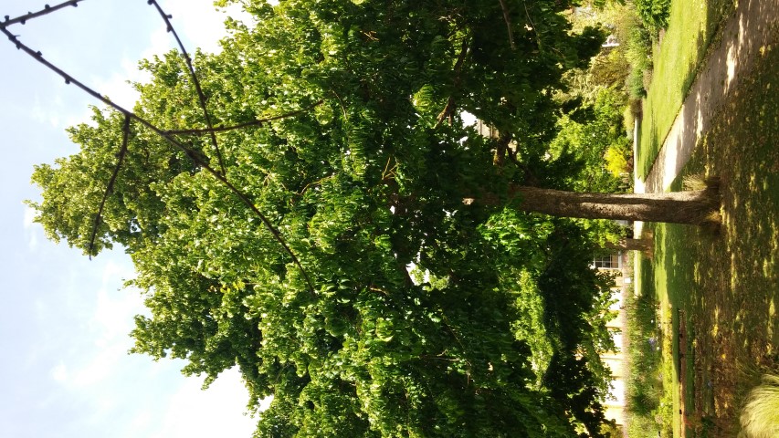 Corylus colurna plantplacesimage20150705_130107.jpg