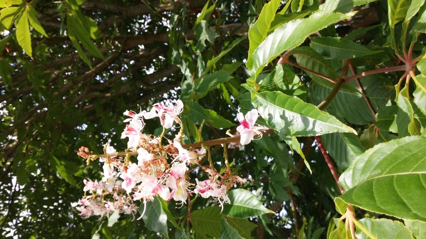 Aesculus indica plantplacesimage20150705_130528.jpg