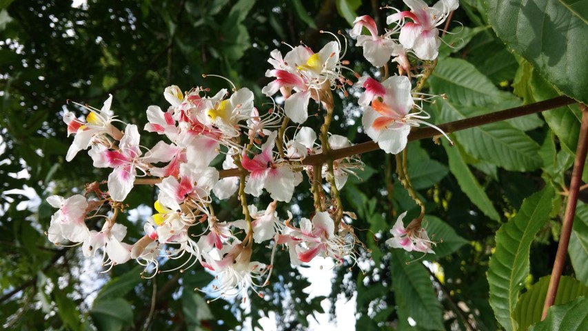 Aesculus indica plantplacesimage20150705_130543.jpg