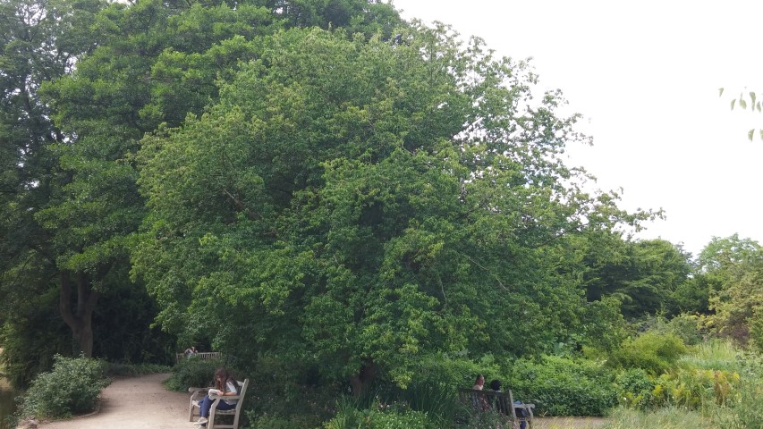 Cornus mas plantplacesimage20150705_131032.jpg