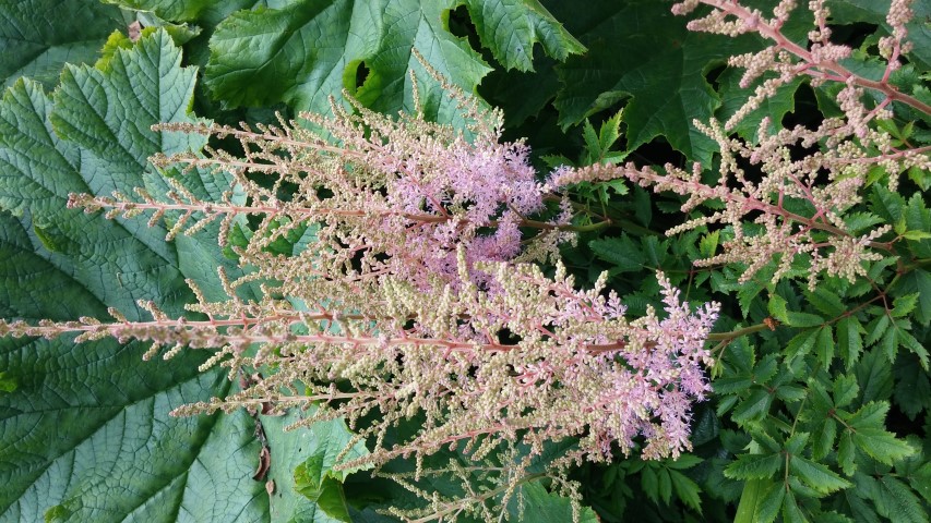 Astilbe x arendsii plantplacesimage20150705_131715.jpg