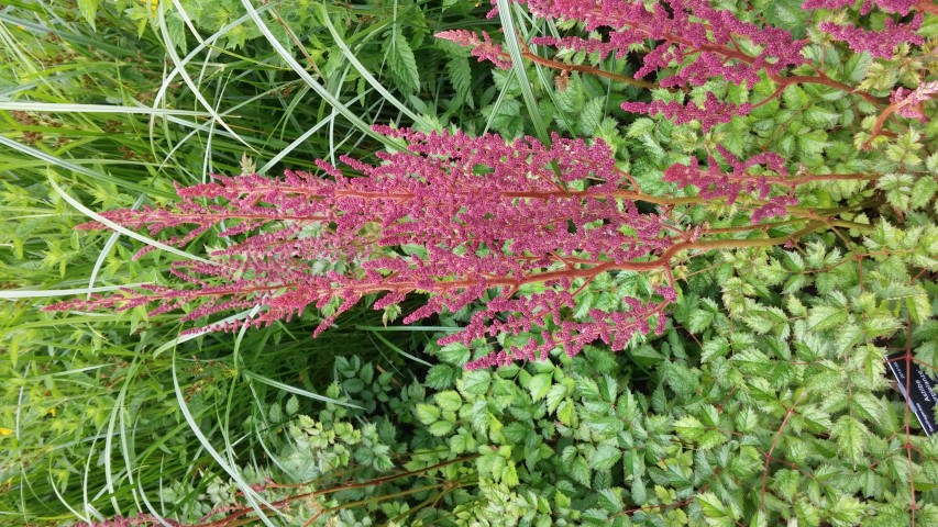 Astilbe  plantplacesimage20150705_131857.jpg