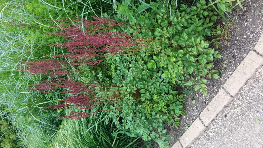 Astilbe plantplacesimage20150705_131907.jpg