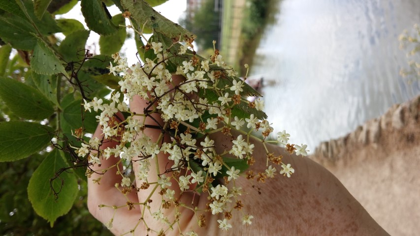 Sambucus nigra plantplacesimage20150705_132050.jpg