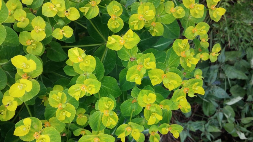 Euphorbia wallichii plantplacesimage20150705_132428.jpg