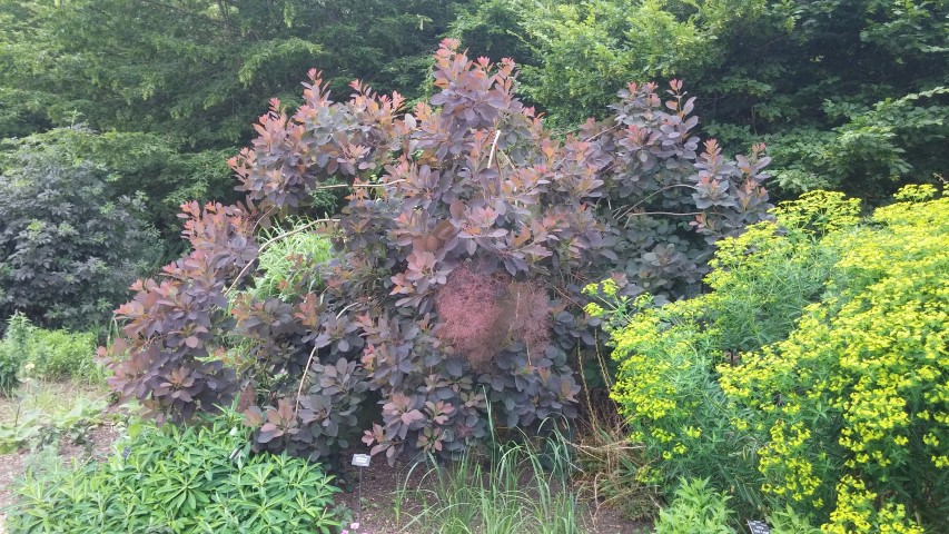 Cotinus plantplacesimage20150705_133220.jpg