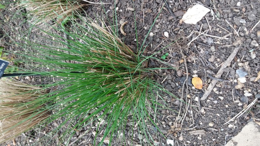 Pennisetum alopecuroides plantplacesimage20150705_133306.jpg