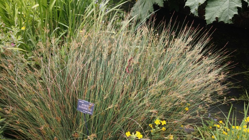 Juncus ensifolius plantplacesimage20150705_133638.jpg