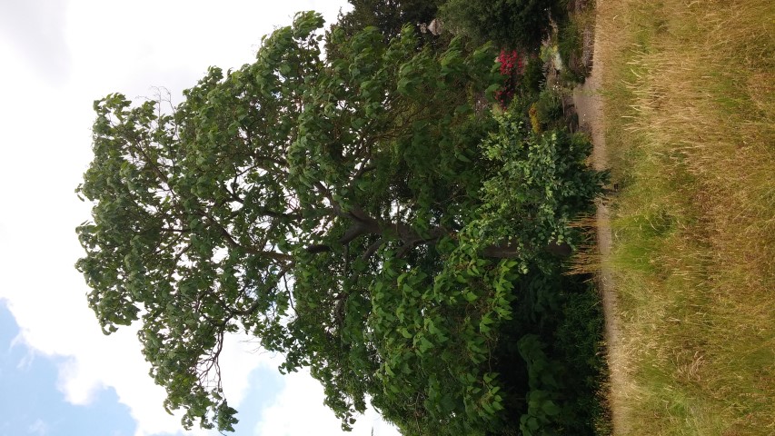 Paulownia tomentosa plantplacesimage20150705_134231.jpg