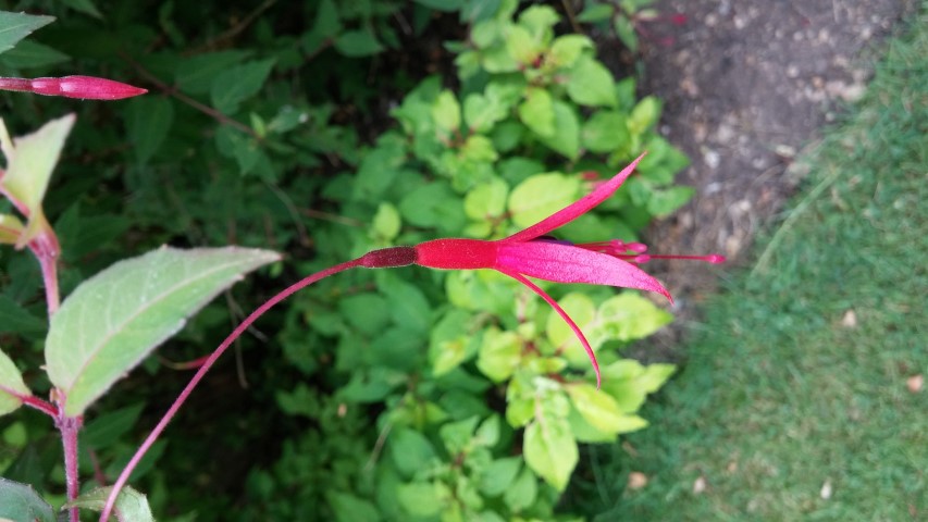 Fuchsia magelanica plantplacesimage20150705_135539.jpg