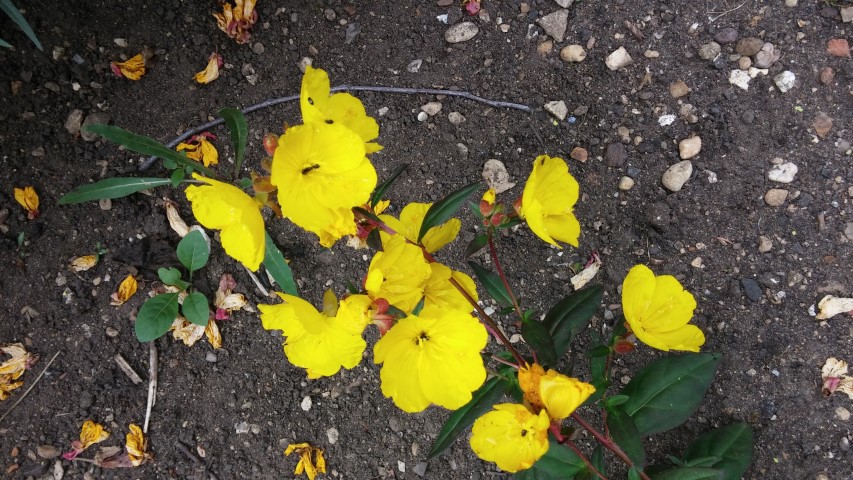 Oenothera glabra plantplacesimage20150705_135817.jpg