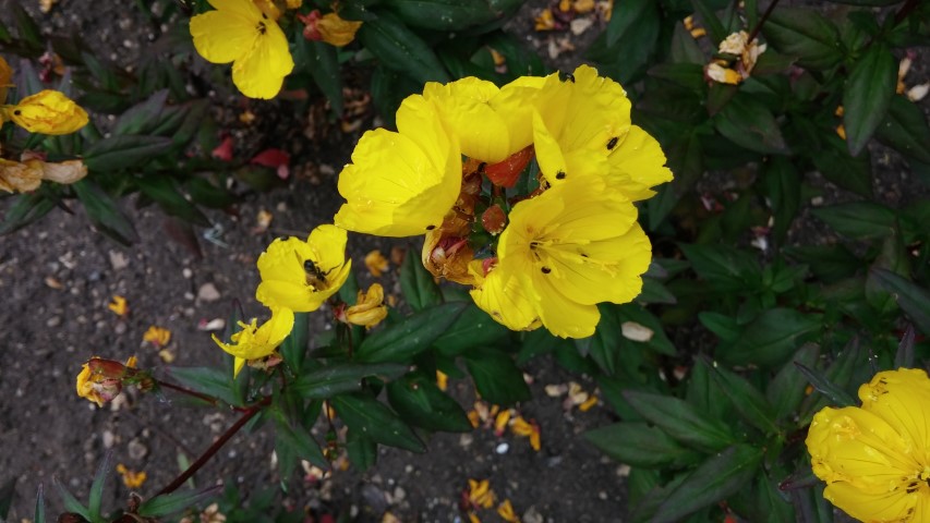 Oenothera glabra plantplacesimage20150705_135831.jpg