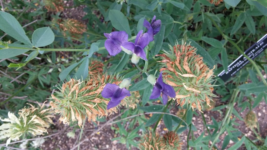 Baptisia australis plantplacesimage20150705_140324.jpg