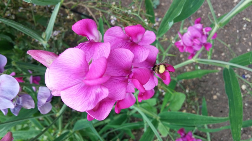 Lathyrus latifolius plantplacesimage20150705_140442.jpg