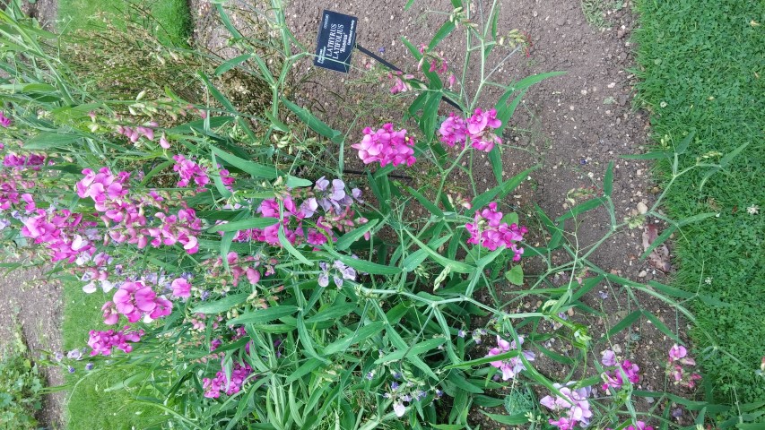 Lathyrus latifolius plantplacesimage20150705_140454.jpg