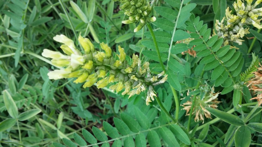 Onobrychis viciifolia plantplacesimage20150705_140551.jpg