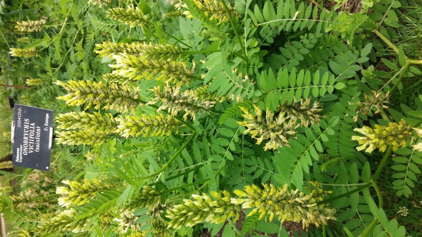 Onobrychis viciifolia plantplacesimage20150705_140616.jpg