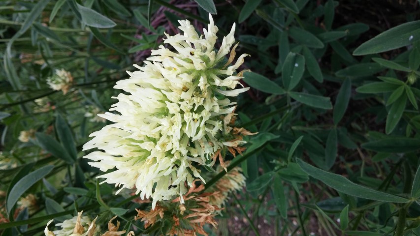 Trifolium ochroleucum plantplacesimage20150705_140915.jpg