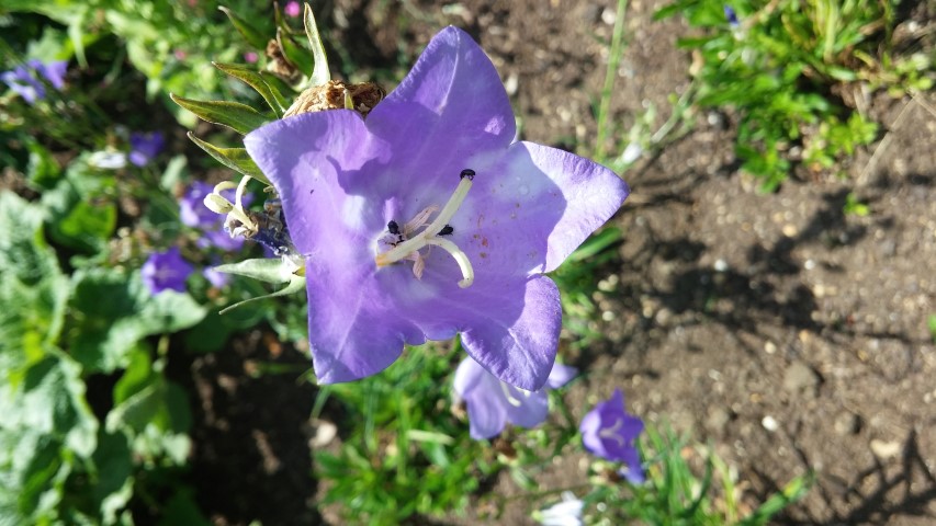 Campanula persicifolia plantplacesimage20150705_141534.jpg