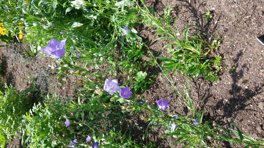 Campanula persicifolia plantplacesimage20150705_141543.jpg