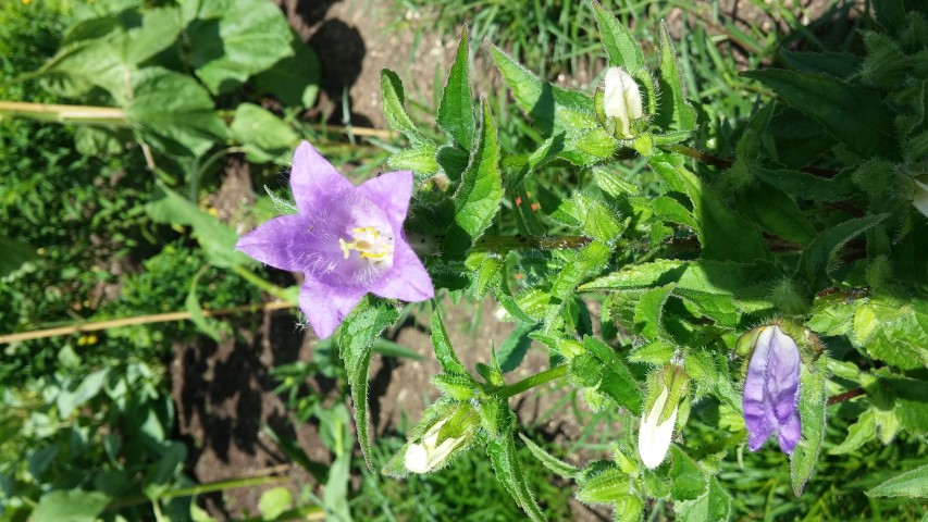 Campanula primulifolia plantplacesimage20150705_141707.jpg