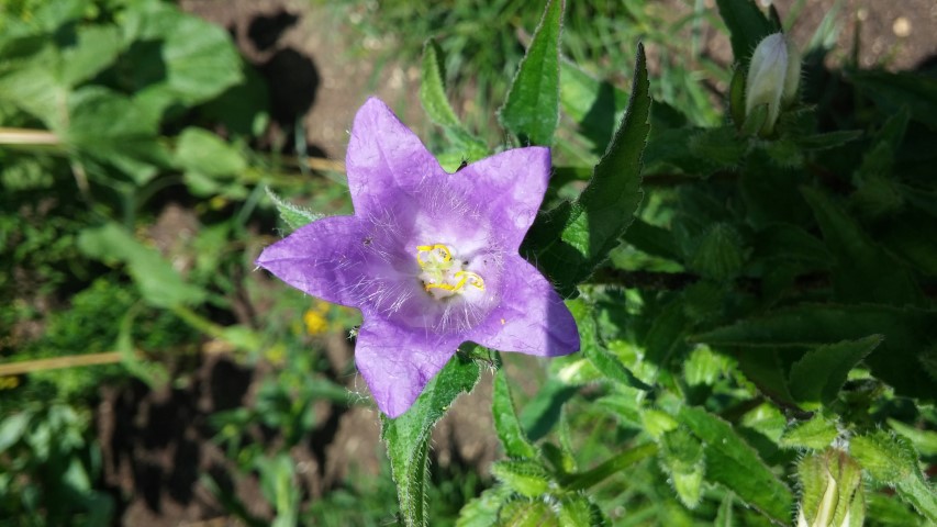 Campanula primulifolia plantplacesimage20150705_141723.jpg