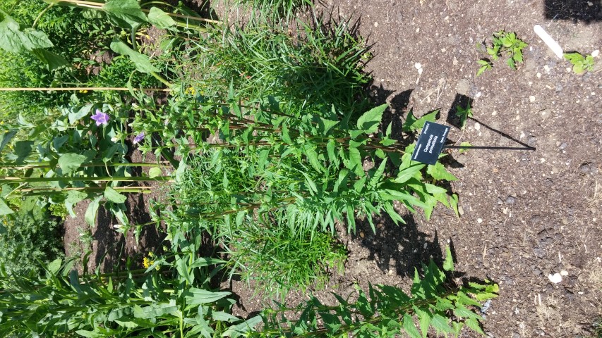 Campanula primulifolia plantplacesimage20150705_141743.jpg