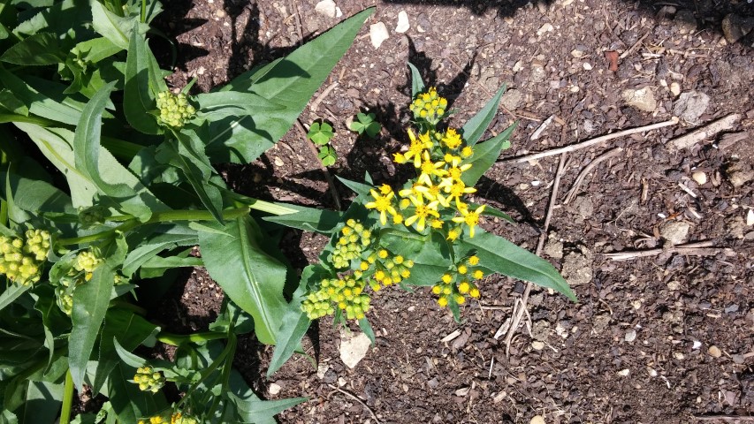 Achillea sibirica plantplacesimage20150705_141843.jpg